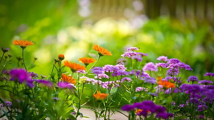 Variedad de flores de colores en un jardín